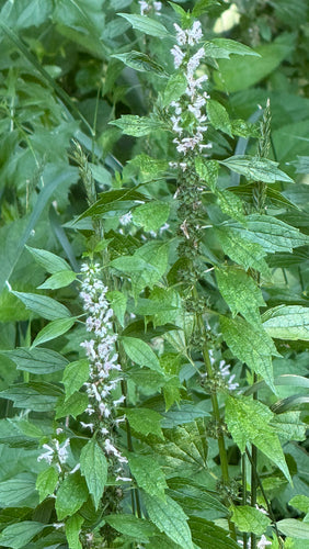 Echtes Herzgespann — Bild 3
