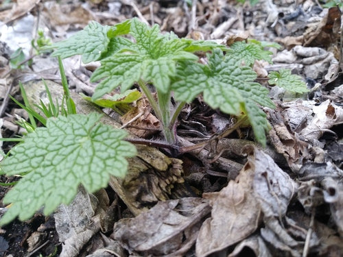 Echtes Herzgespann — Bild 5
