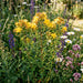 Echtes Johanniskraut (Hypericum perforatum) in Blüte im naturnahen Garten (KI-generiert)