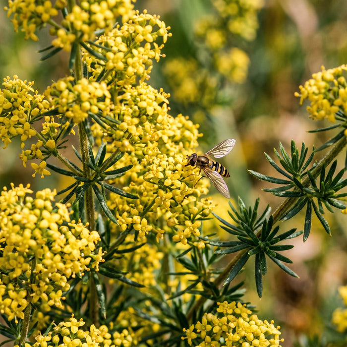 Blüte von Echtes Labkraut (Galium verum) in Nahaufnahme (KI-generiert)