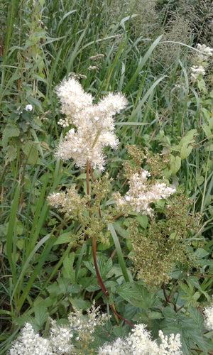 Echtes Mädesüß — Bild 3