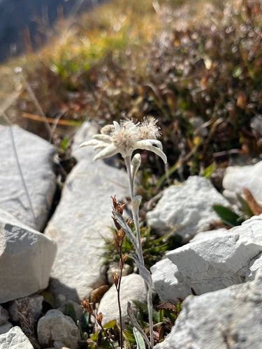 Edelweiss — Bild 5