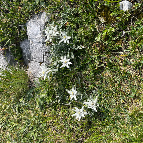 Edelweiss — Bild 1
