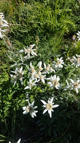 Edelweiss — Bild 2 von 50