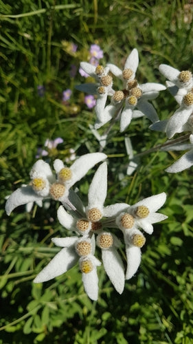 Edelweiss — Bild 1 von 50