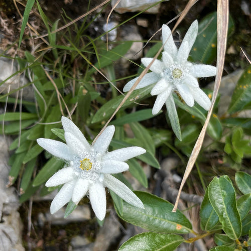 Edelweiss — Bild 3