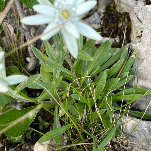 Edelweiss — Bild 2