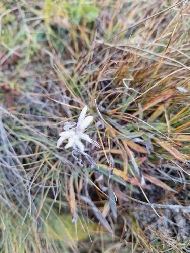 Edelweiss — Bild 1