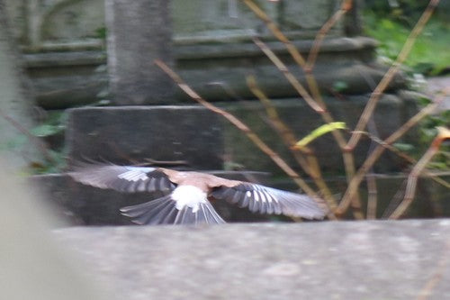 Eichelhäher — Bild 5