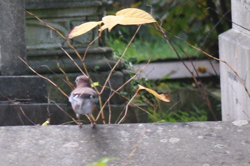 Eichelhäher — Bild 3