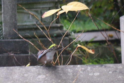 Eichelhäher — Bild 4