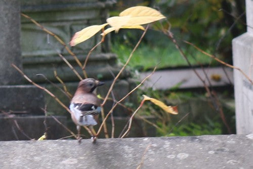 Eichelhäher — Bild 2