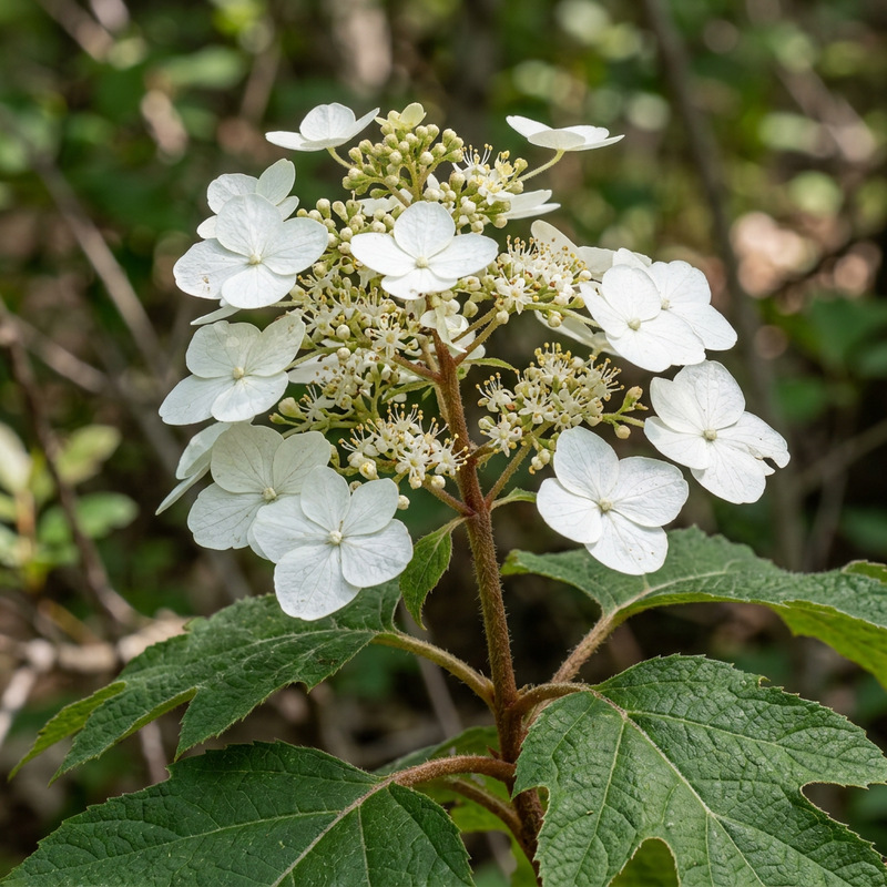 Eichenblättrige Hortensie