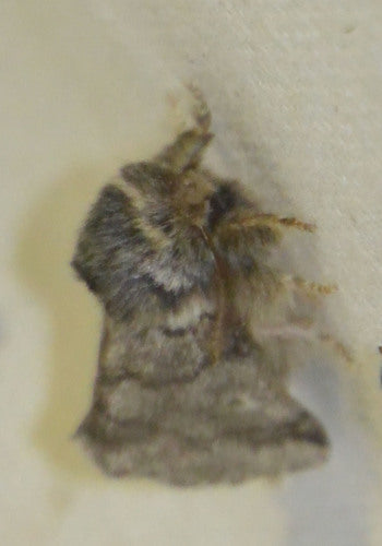 Eichenprozessionsspinner - Bild 7