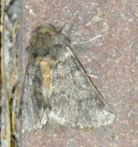 Eichenprozessionsspinner - Bild 8