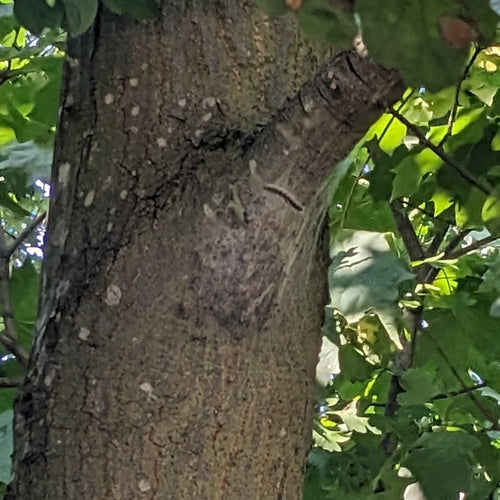 Eichenprozessionsspinner — Bild 4