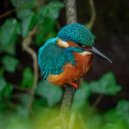 Eisvogel — Bild 5 von 8