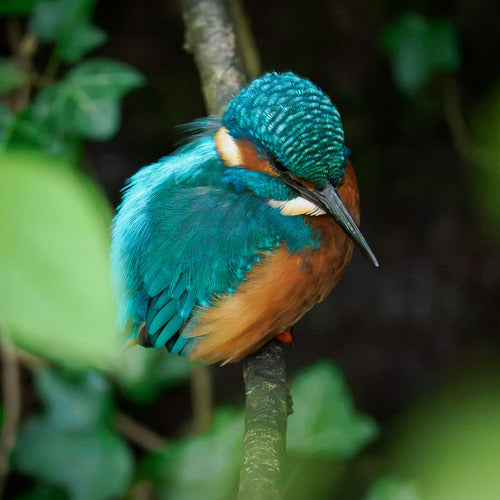 Eisvogel — Bild 2 von 8