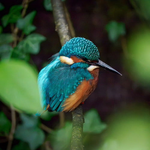 Eisvogel — Bild 3 von 8