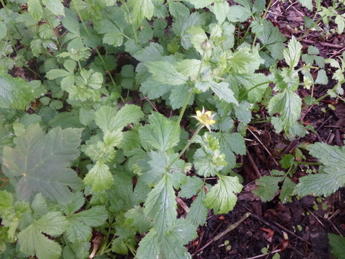 Elfenblume — Bild 4