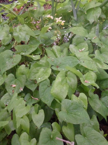 Elfenblume — Bild 3