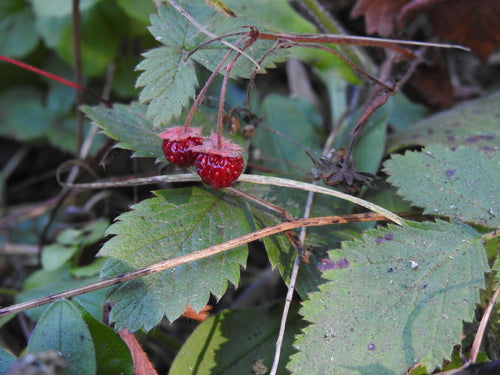 Erdbeeren — Bild 5