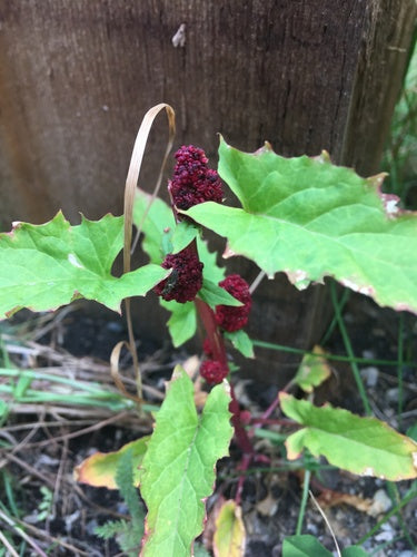 Erdbeerspinat — Bild 4