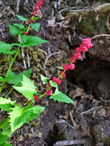 Erdbeerspinat — Bild 5