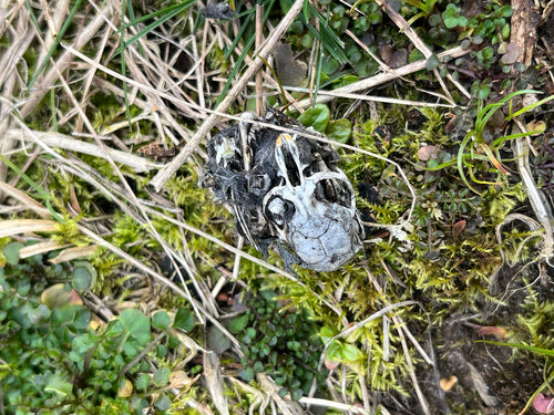 Erdmaus — Bild 1
