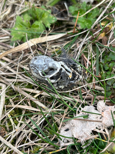 Erdmaus — Bild 2
