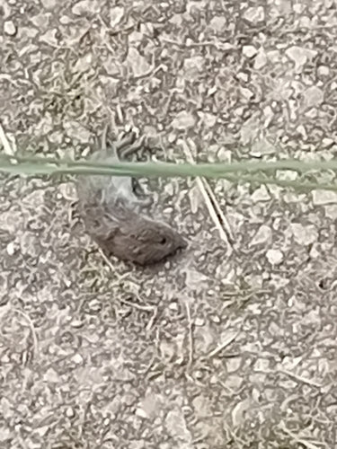 Erdmaus — Bild 4