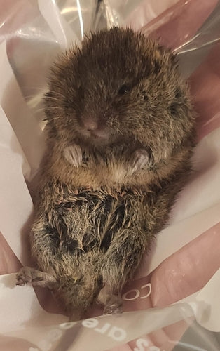 Erdmaus — Bild 4