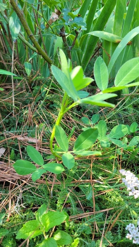 Erdnuesse — Bild 3