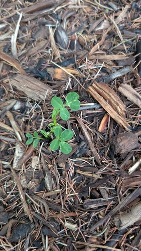 Erdnuss — Bild 3 von 9