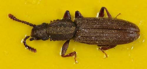 Erdnussplattkäfer - Bild 3