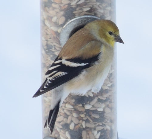 Erlenzeisig — Bild 4