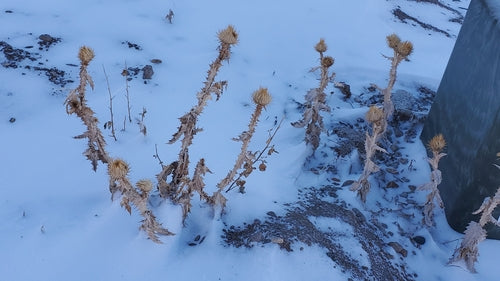 Eselsdistel — Bild 5 von 9