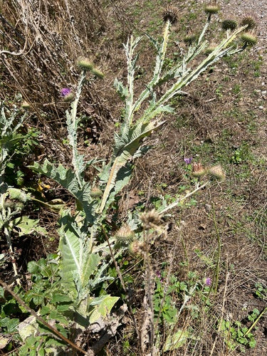 Eselsdistel — Bild 2 von 9