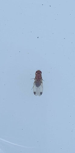 Essig- oder Taufliege — Bild 3
