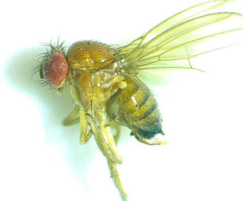 Essig- oder Taufliege — Bild 1