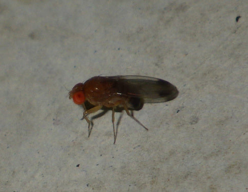 Essig- oder Taufliege — Bild 5