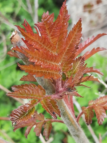 Essigbaum — Bild 3