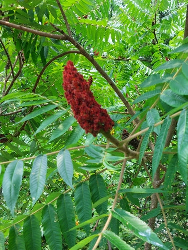 Essigbaum — Bild 5