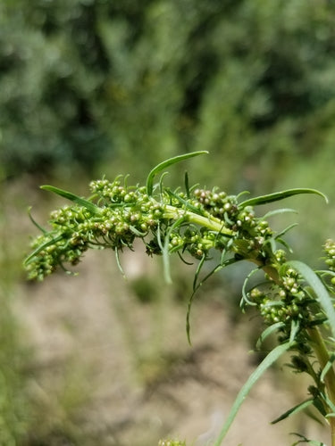 Estragon — Bild 4