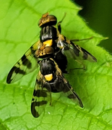 Europäische Kirschfruchtfliege — Bild 4