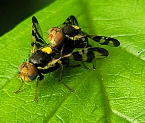 Europäische Kirschfruchtfliege — Bild 2