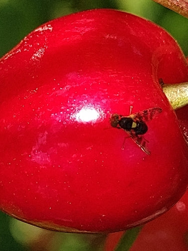 Europäische Kirschfruchtfliege - Bild 5