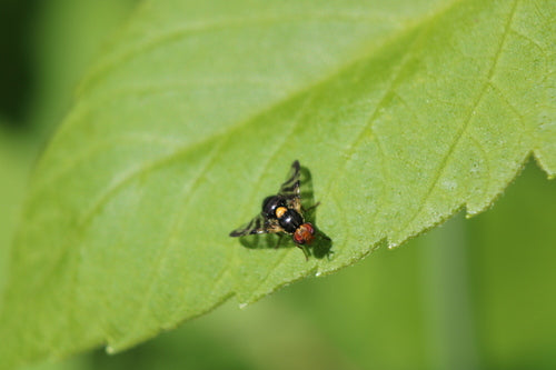 Europäische Kirschfruchtfliege - Bild 7