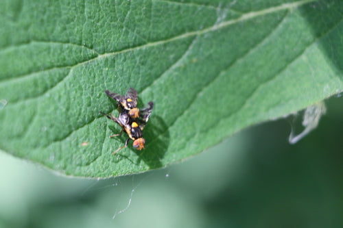 Europäische Kirschfruchtfliege - Bild 3