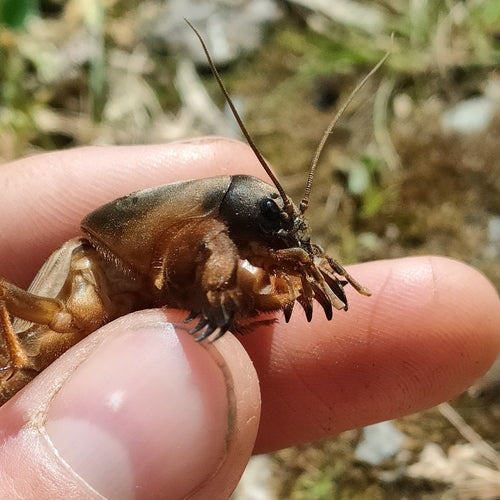 Europäische Maulwurfsgrille - Bild 1